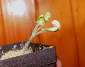 The seedling