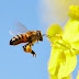 Οι μέλισσες μπορούν να κατανοήσουν το μηδέν