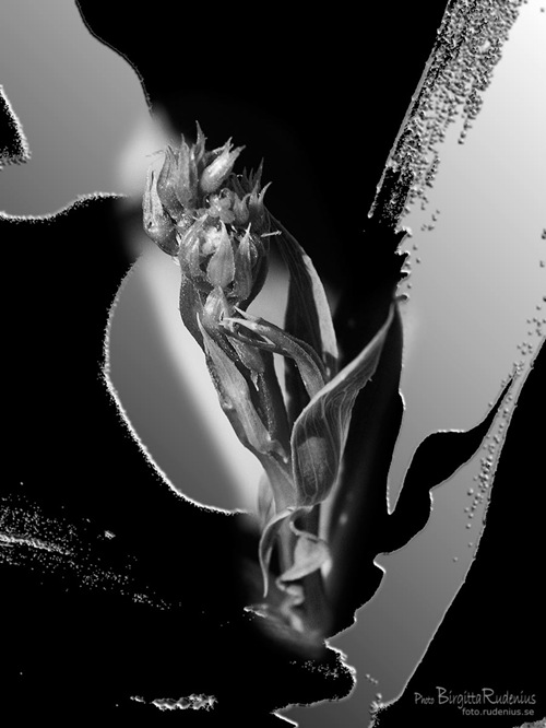 pm_20110705_skott