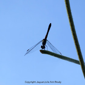 Dance of the Dragonfly step 7