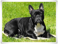 French Bulldog Animal Pictures