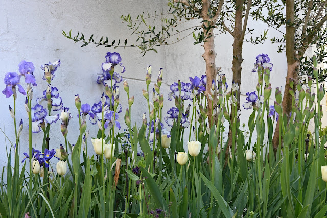 Iris Germanica Classic look