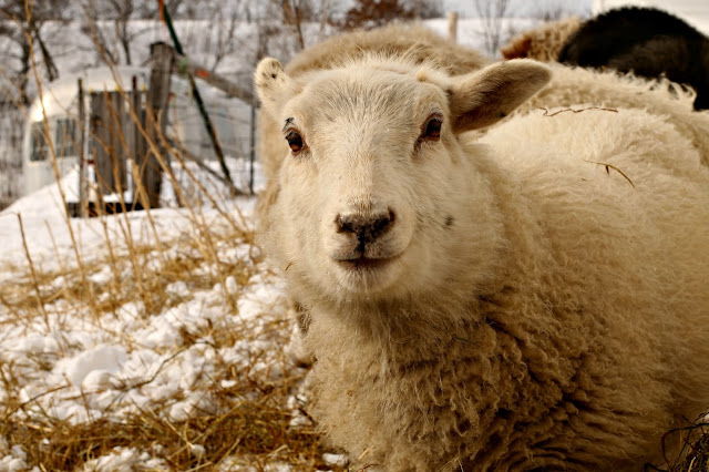 grassfed lamb at Litengård - Little Farm