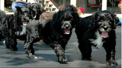 Portuguese-Water-Dog-puppies