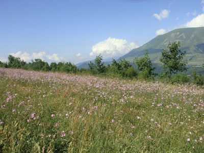 champ de fleurs