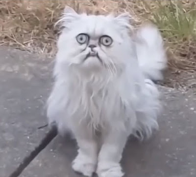 Crazy looking cat