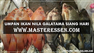 Essen Ikan Nila Galatama Siang Hari