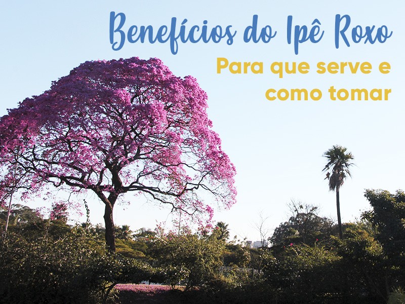 Conheça a Planta Ipê-roxo (Tabebuia impetiginosa)