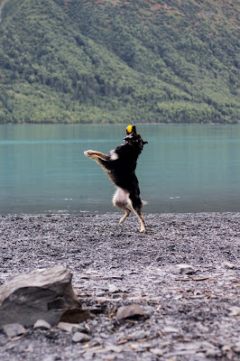 German shepherd training