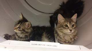 funny cats