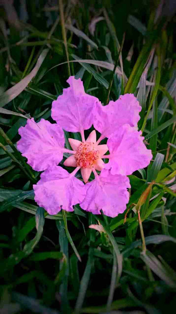ফুলের-ছবি