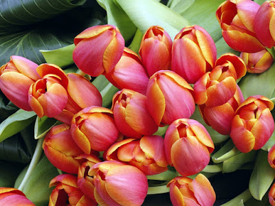 fots de ramo de tulipanes rojos