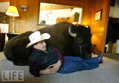 Buffalos Can Also Be Amazing House Pet Seen On  www.coolpicturegallery.us