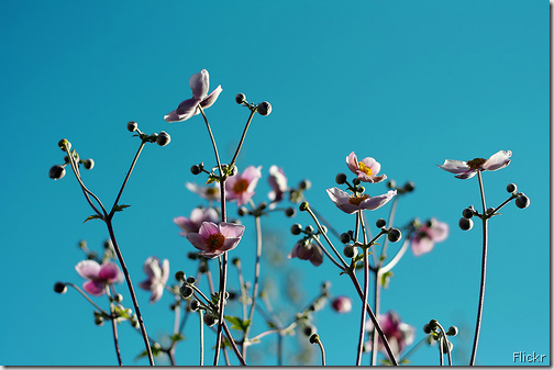 sky flickr