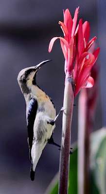 Purple Sunbird resident