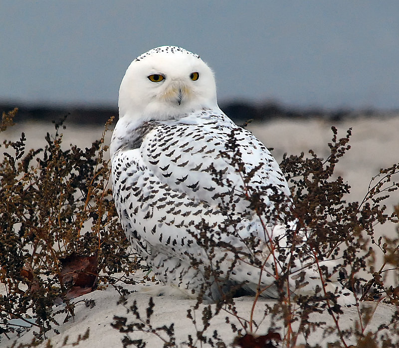 The teach Zone: Worlds Funniest Bird Picture with Caption