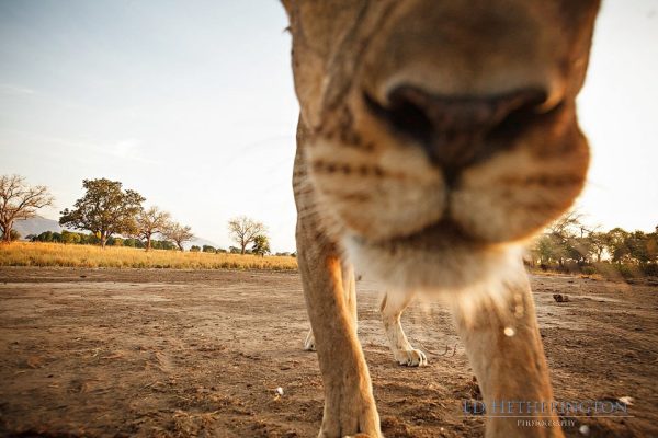 Lion steals camera, lion pictures, lion photos, animals stealing things