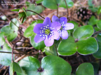 http://www.biodiversidadvirtual.org/herbarium/Hepatica-nobilis-Schreb.-img273313.html