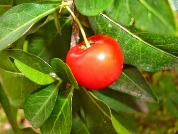 Malpighia, Wild crepe myrtle, Acerola fruit and leaves