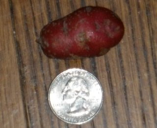 This is possibly the world's tiniest maturely shaped potato