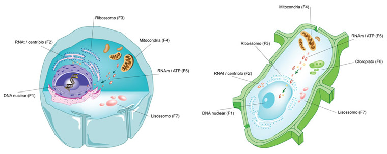 celula vegetal e animal. a célula vegetal e animal: