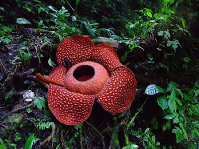 Bunga Bangkai (Rafflesia arnoldi)