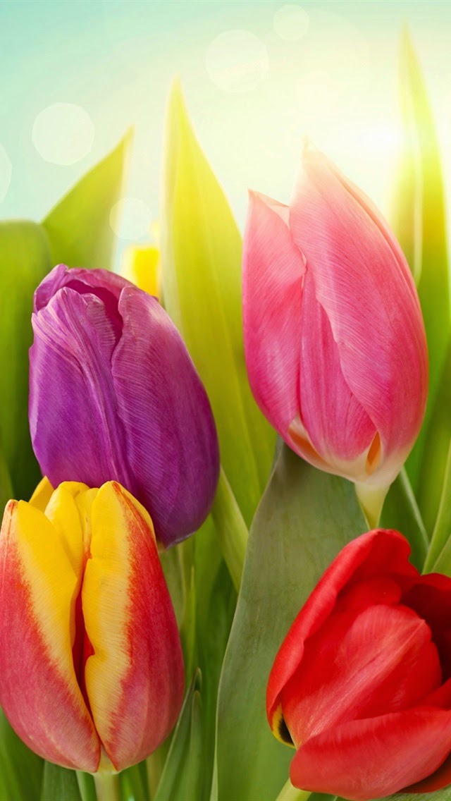 Free Wallpaper Phone: iphone wallpapers tulips