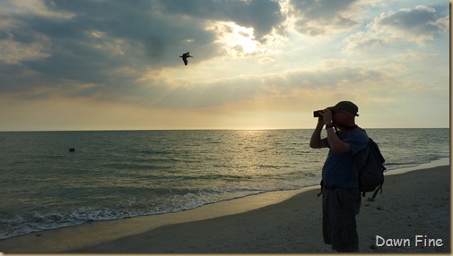 Beach walks sanibel_161