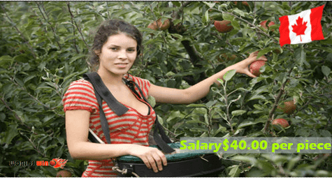 Apple Picker  vacancies Salary$40.00 per piece in canada