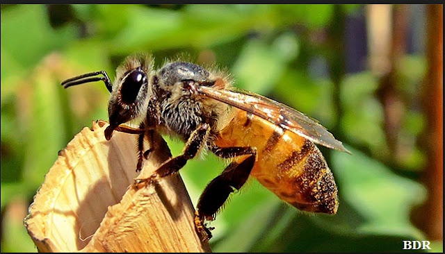 Kumpulan Puisi Tentang Lebah