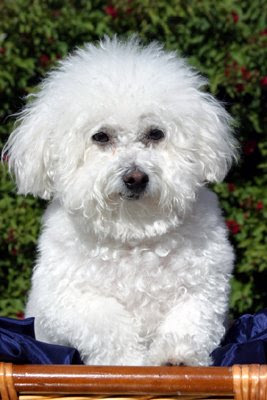 Cute Bichon Frise Puppy Pics