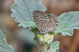 mariposa-gris-estriada-leptotes-pirithous-hembra-