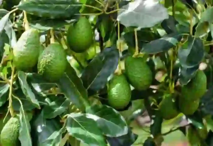 News, National, New Delhi, Avocado, Farming, Agriculture, Cultivation, Stop buying avocado, Learn how to grow it at home.