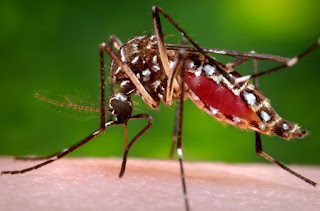 nyamuk berbahaya Aedes aegypti