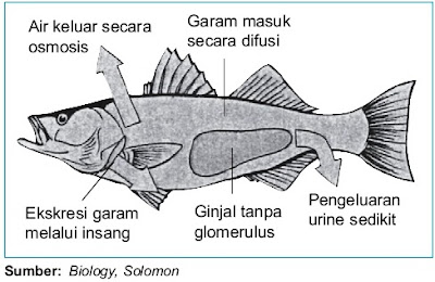 alat pengeluaran ikan berupa sepasang ginjal Pintar Pelajaran Sistem Ekskresi pada Pisces / Ikan Air Laut dan Tawar
