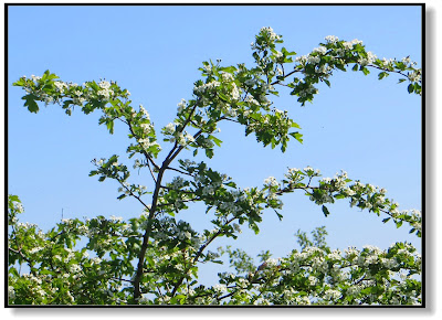 Frühling