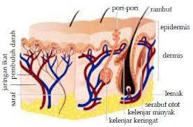 mengenal jenis kulit untuk mendapatkan kecantikan alami terutama kecantikan wajah.