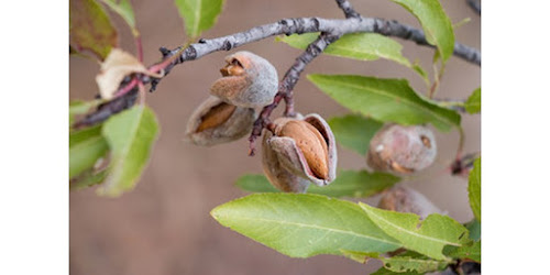  BELI KACANG ALMOND RAW Bau-Bau