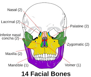 Daftar Tulang Di Area Kepala Dan Wajah Manusia