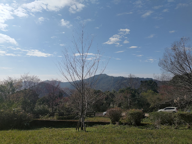 東眼山國家森林遊樂區 - 林道 - 櫻花樹