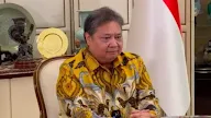 POHON BERINGIN TUMBANG DIGERGAJI TUKANG KAYU