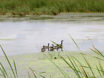 Canada geese: training flights begin soon