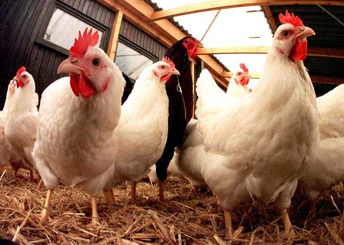 Kebutuhan Nutrisi Ayam  Ras Pedaging  dan Petelur