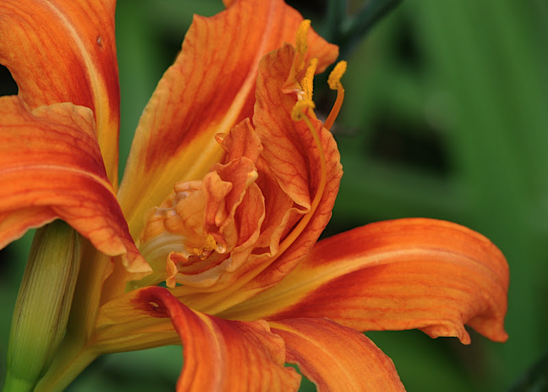 species day lily (orange, double)