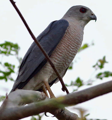 "Shikra - Accipiter badius. close up snap of iy perched on a branch scanning for prey."