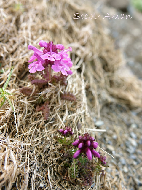 Pedicularis chamissonis