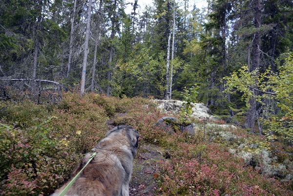 fønhusstien kverrvilljuvet