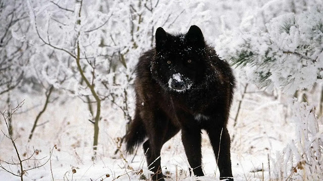 Black Wolve