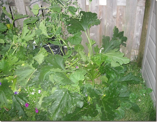 Garden July 24 (6)