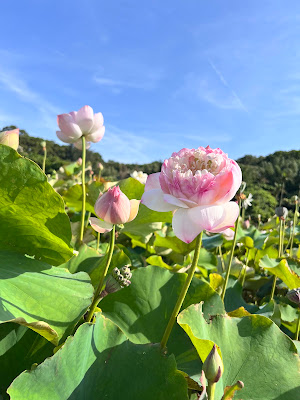 賞荷秘境 三芝山豬堀荷花田 牡丹蓮